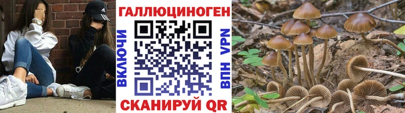 kraken сайт  Приволжск  Галлюциногенные грибы MAGIC MUSHROOMS 